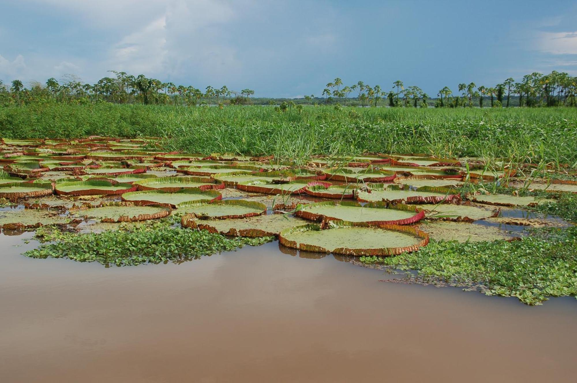 Pacaya Samiria Amazon Lodge Nauta Екстериор снимка